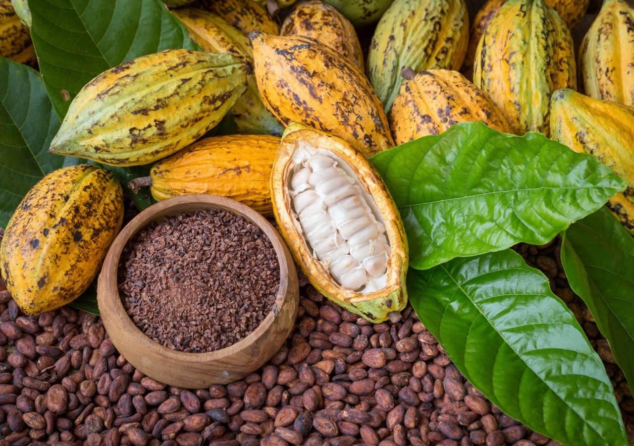 sweet-cocoa-gel-replaces-sugar-in-more-sustainable-chocolate-processing-1724833460314_1280